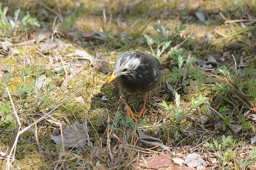 どれが食えるかなと考え中のムク