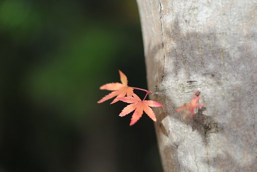 【いのち】ひこばえ