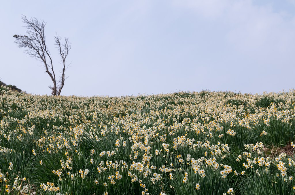 枯れ木