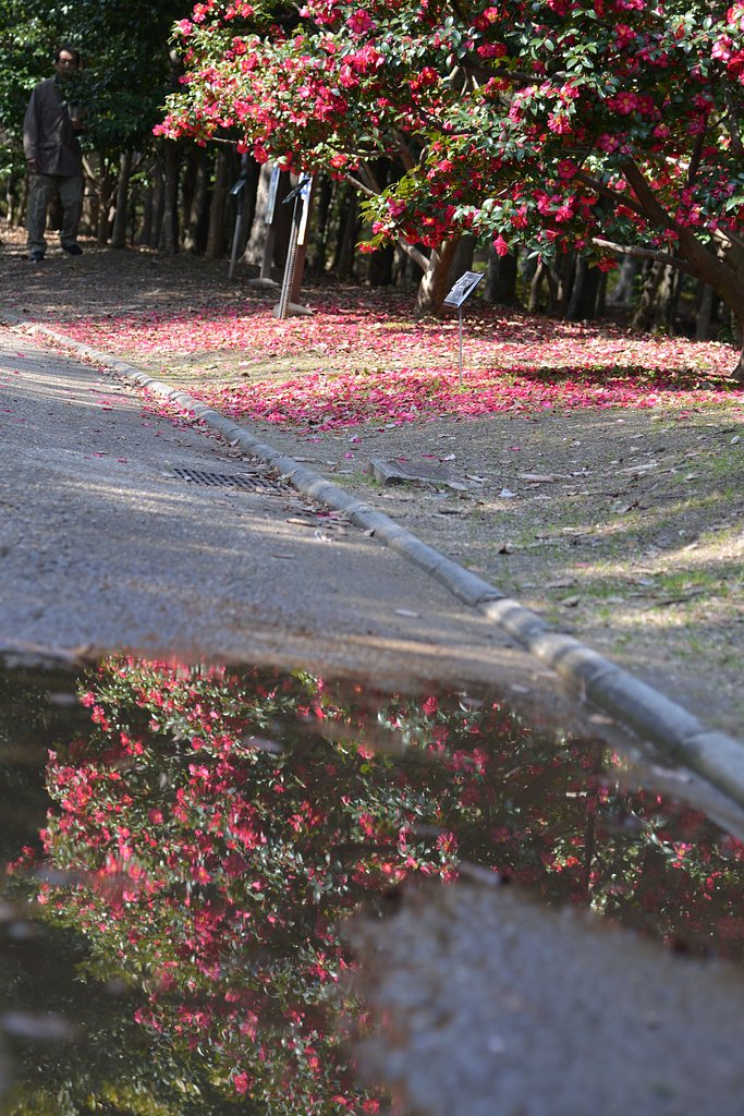 山茶花三段構え