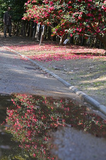 山茶花三段構え