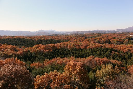 紅葉の海
