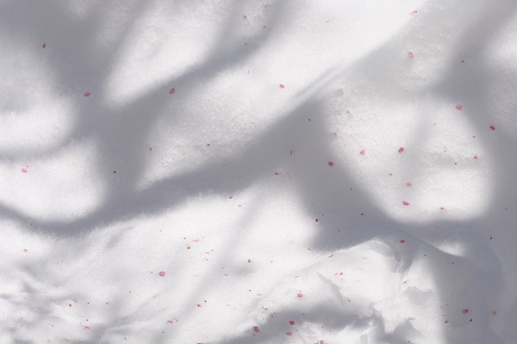 雪の上に・・・