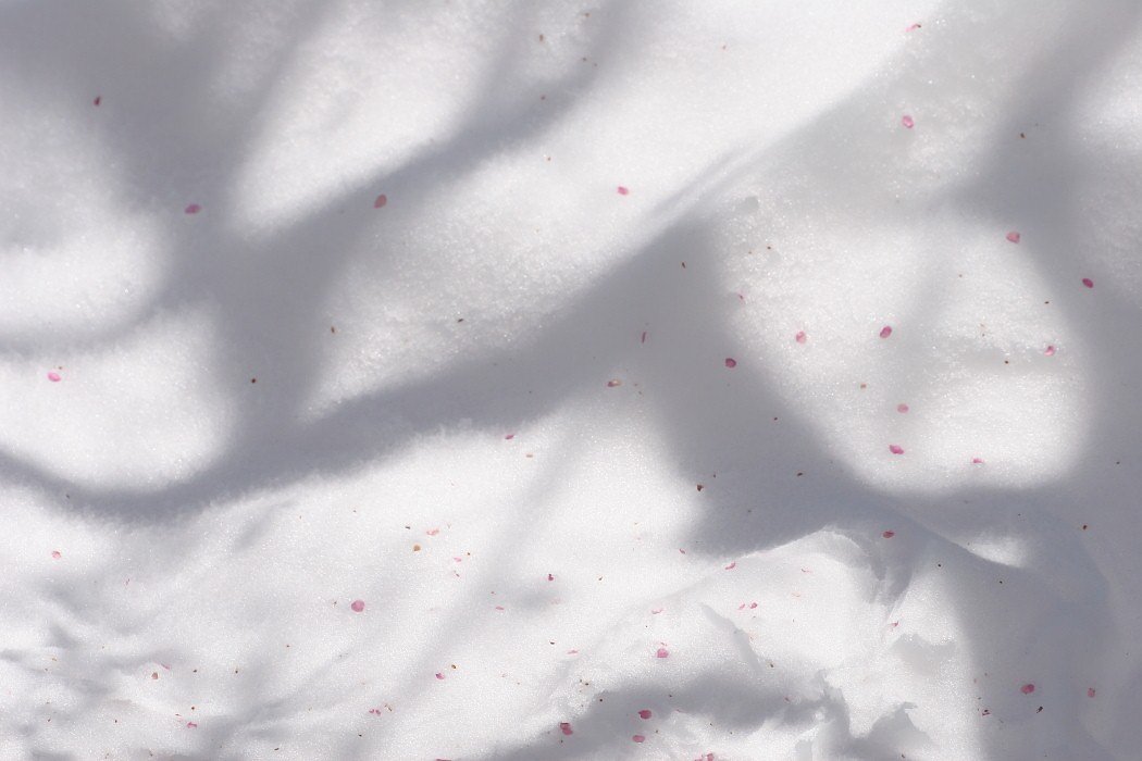 雪の上に・・・