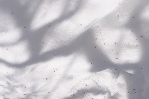雪の上に・・・