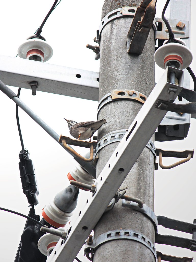 ある日の電柱景色