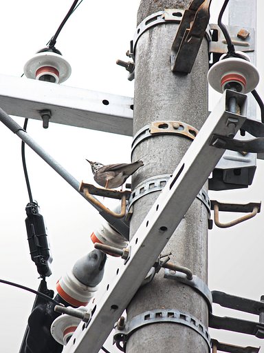 ある日の電柱景色