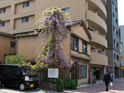 樹・フジ