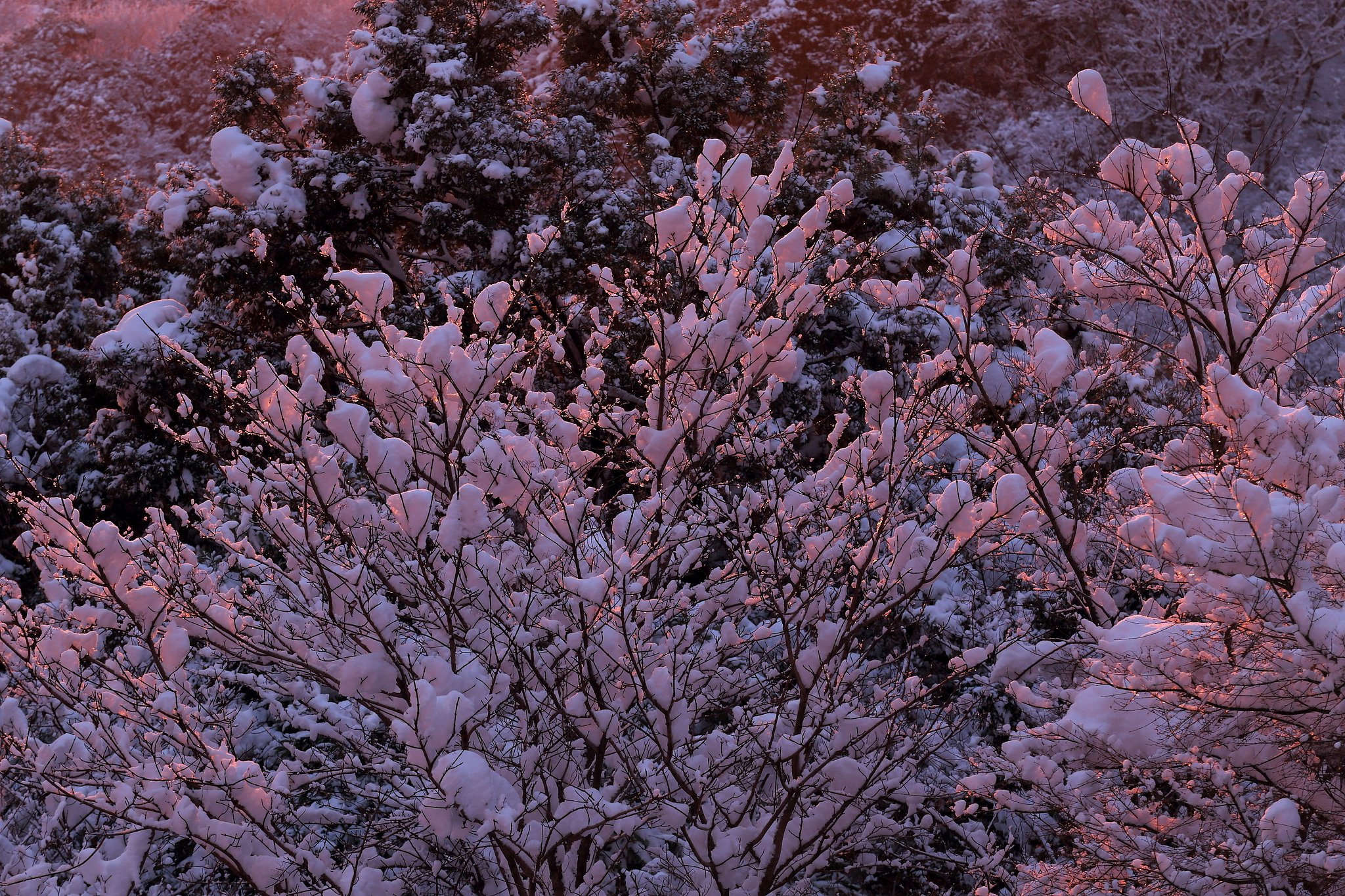 雪の花が咲いたよ