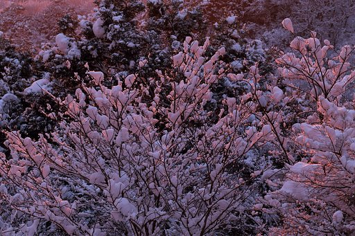 雪の花が咲いたよ