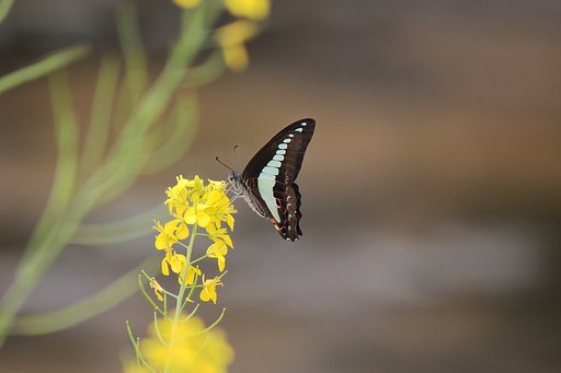 川辺に菜の花アオスジアゲハ