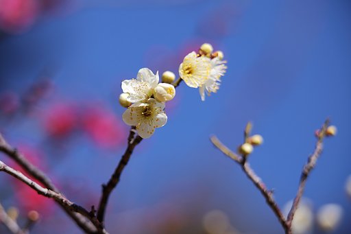 春うらら