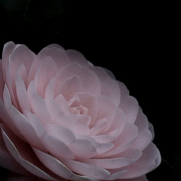 黄泉の花弁