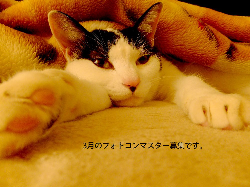 ３月フォトコン担当者募集