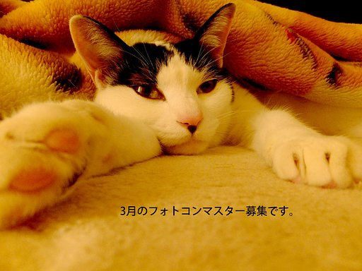 ３月フォトコン担当者募集