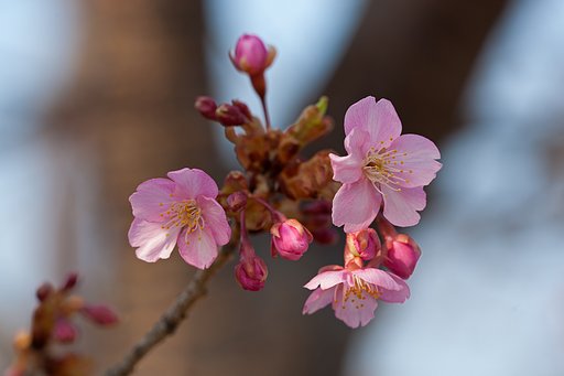 桜が咲きました