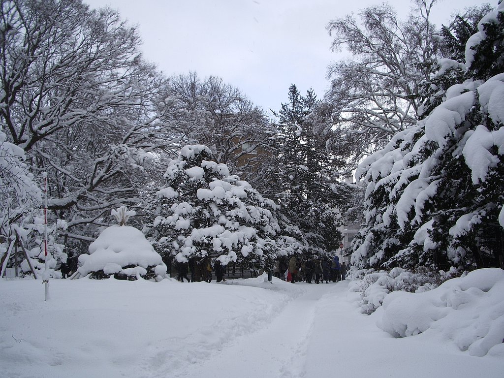 雪　積もり