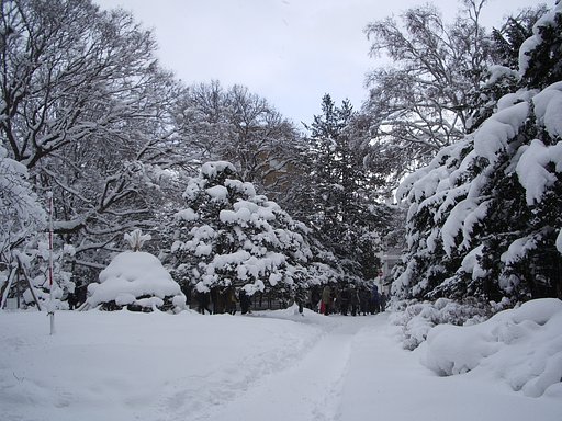 雪　積もり