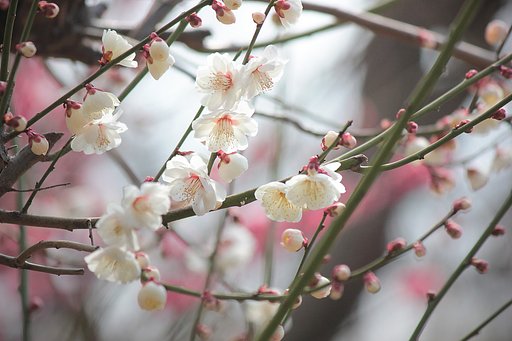 お日様の光と白梅と