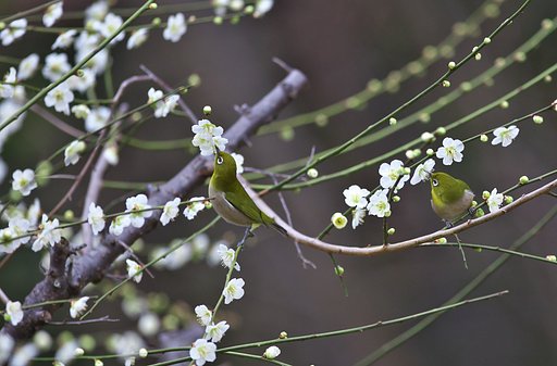 【はるの予感】　春色のデザート