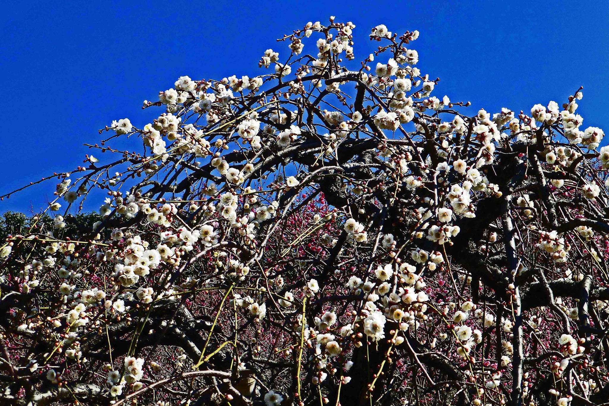 【　ＵＭＥ　】
