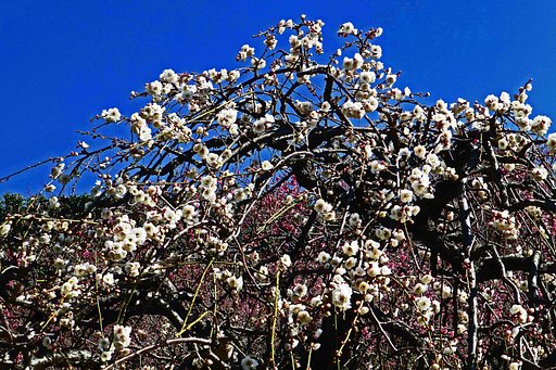 【　ＵＭＥ　】
