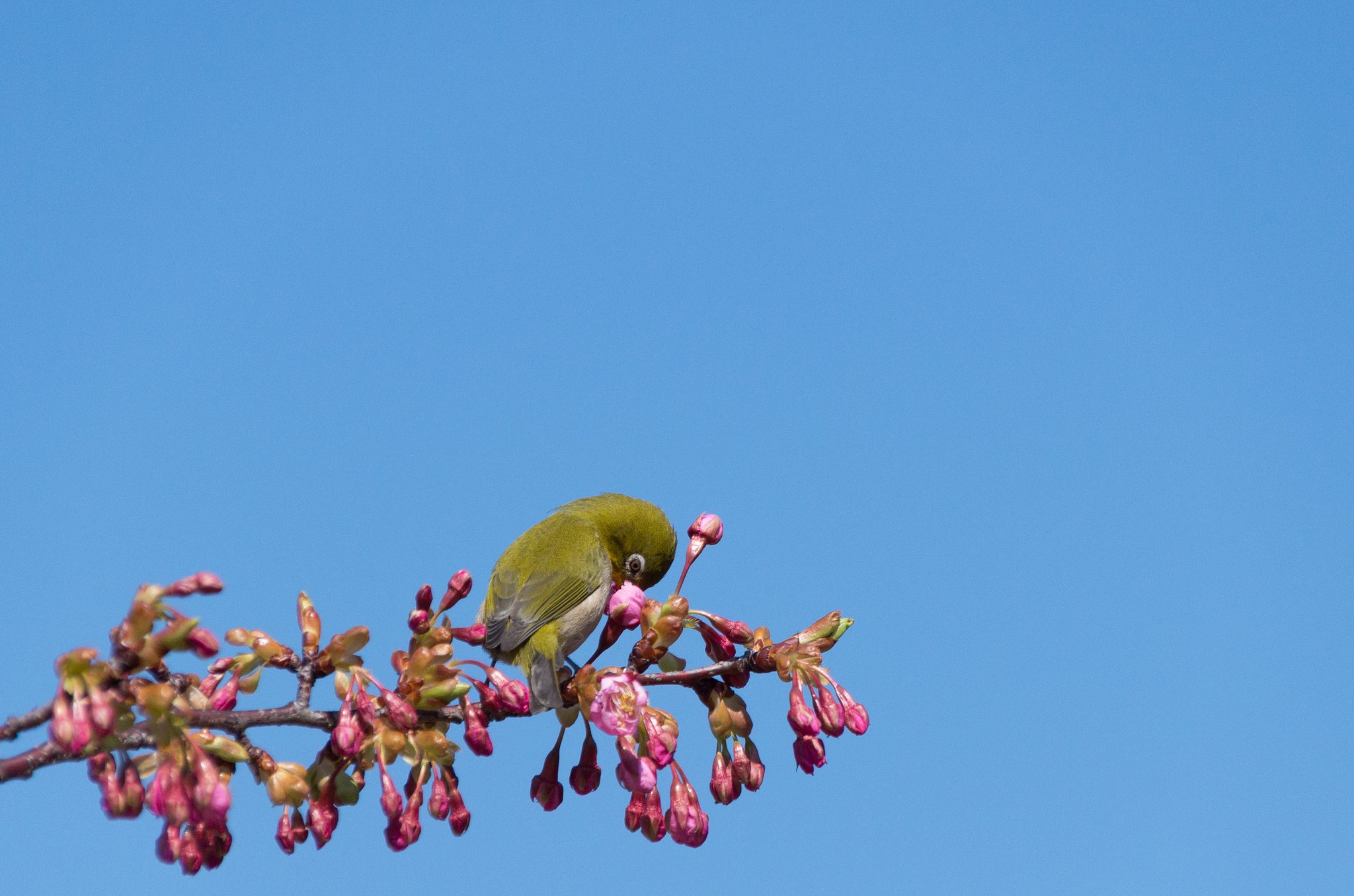 河津桜２