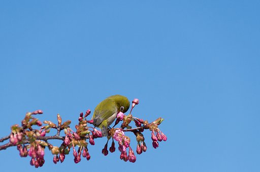 河津桜２