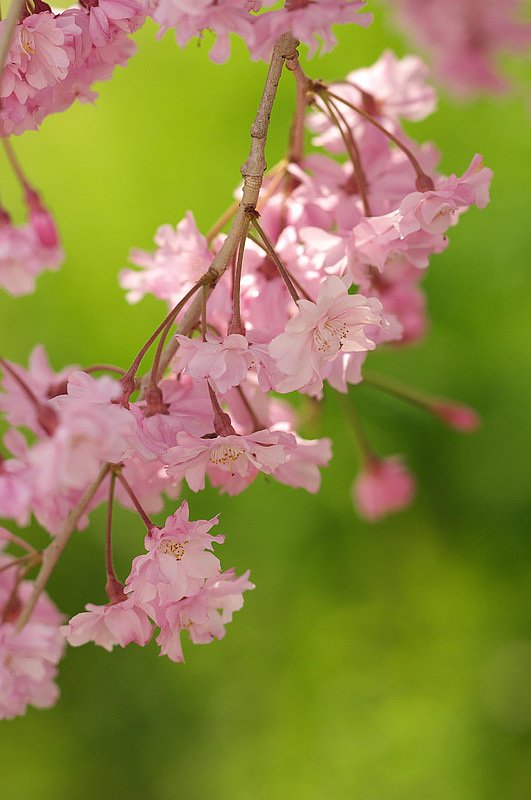 シダレと新緑