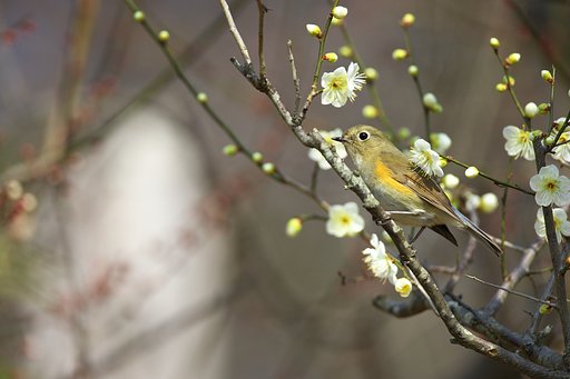 相方はまだか