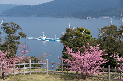 河津桜３