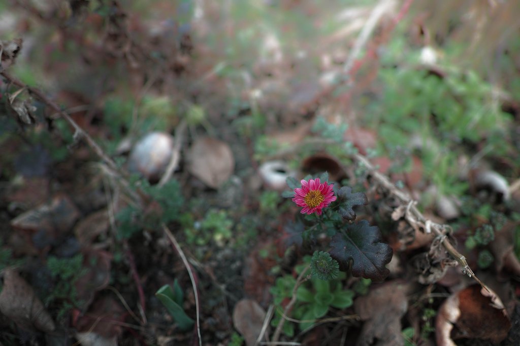 荒れ野に咲く花