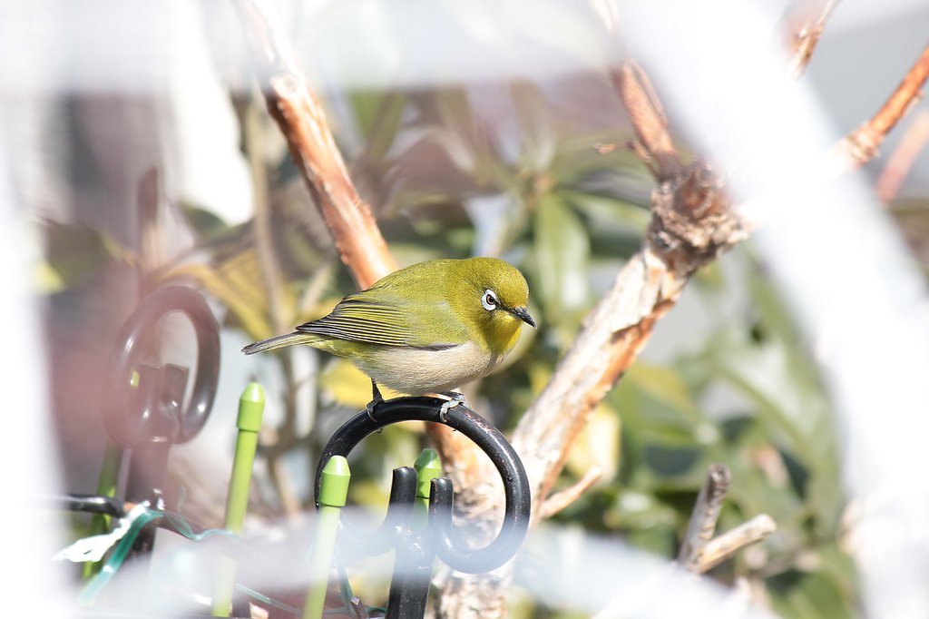 春待つメジロ、待ち切れない様子