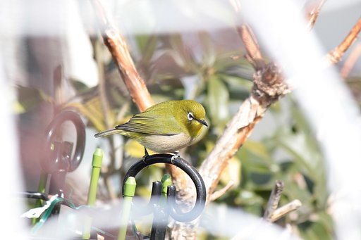 春待つメジロ、待ち切れない様子