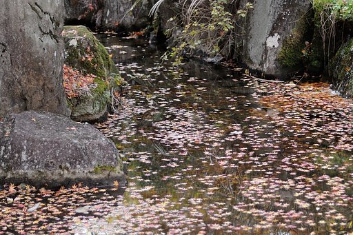 fallen leaves