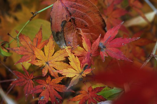 紅葉多重