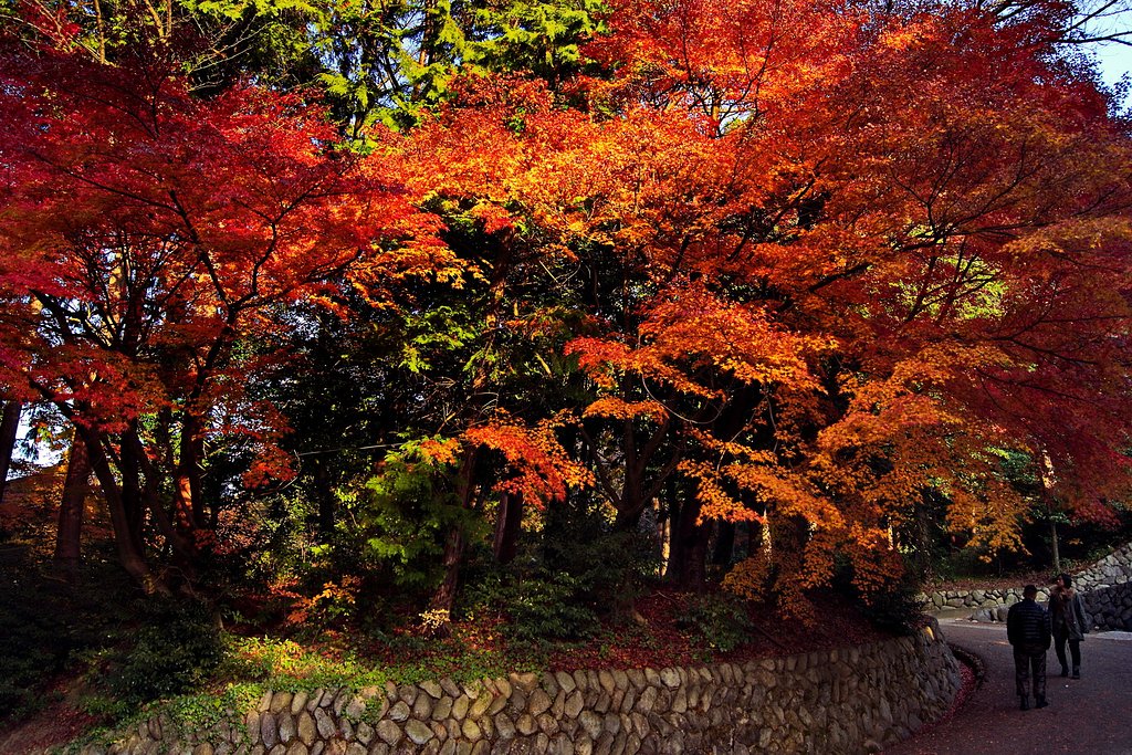 【師走】萌えてる紅葉