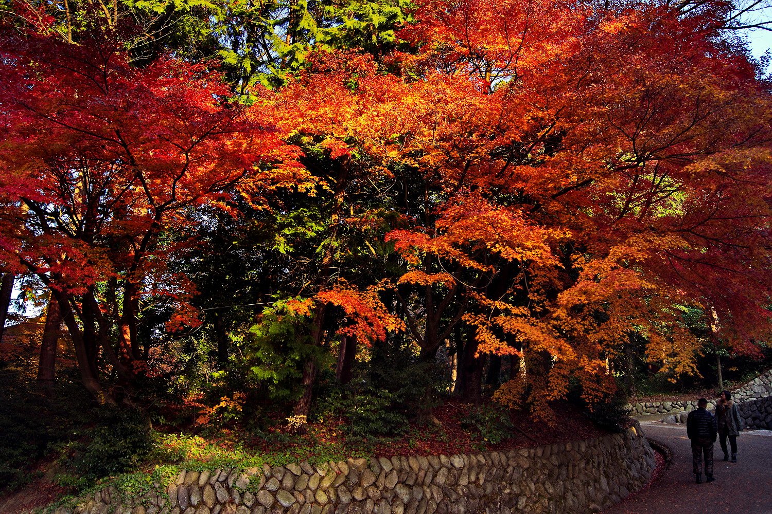 【師走】萌えてる紅葉
