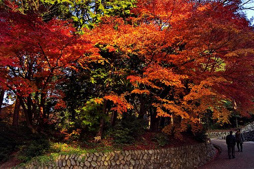 【師走】萌えてる紅葉