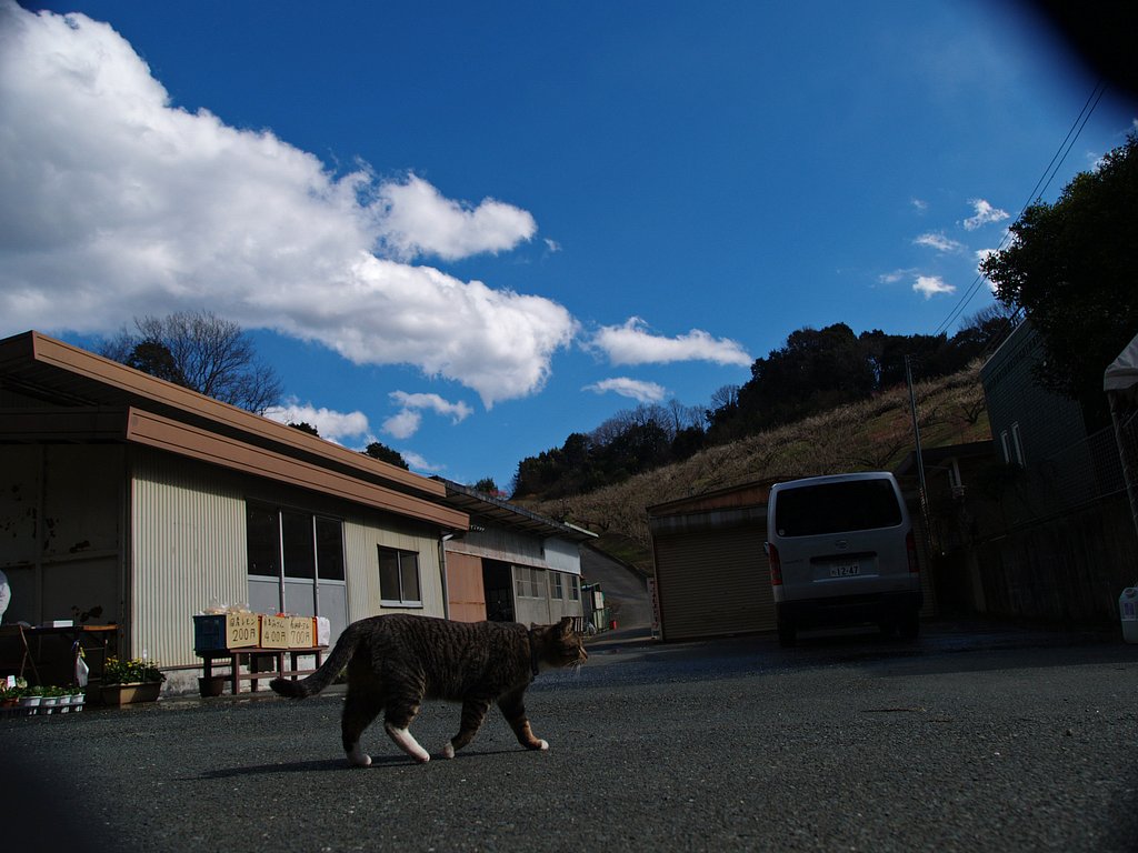 梅園で猫