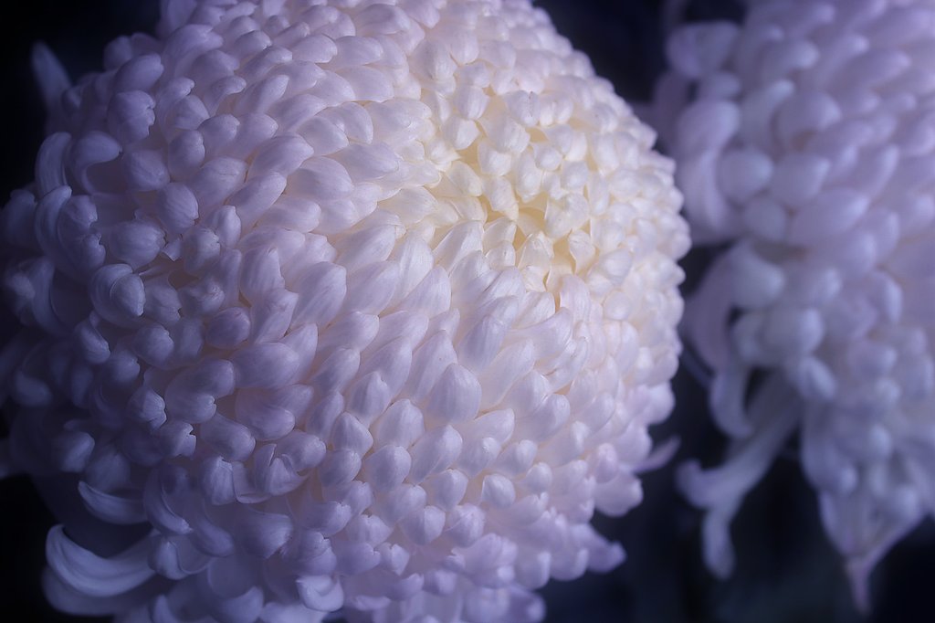 大輪菊の最盛期
