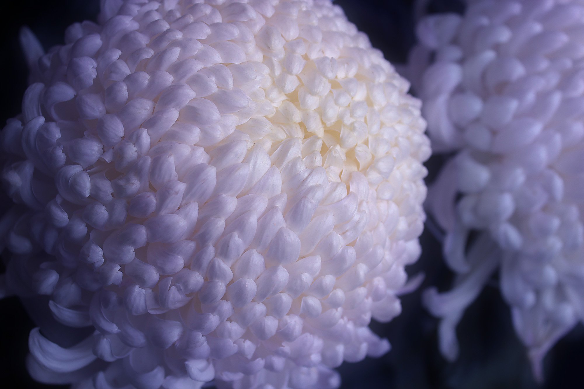 大輪菊の最盛期