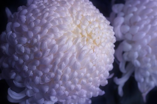 大輪菊の最盛期