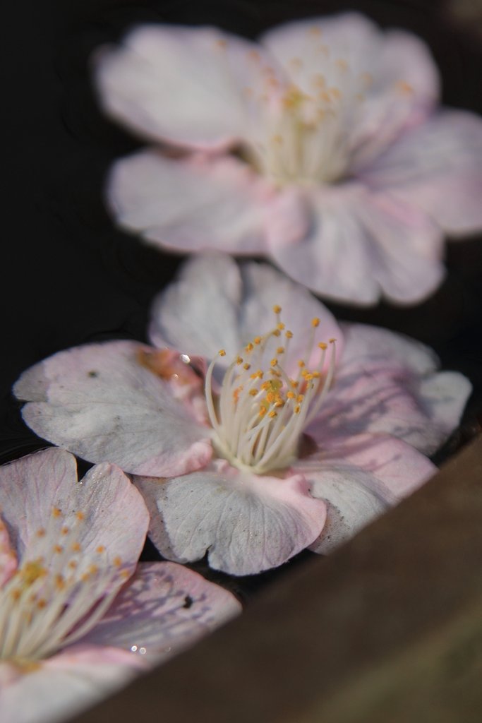 【はるの予感】河津桜・水ぬるむ頃