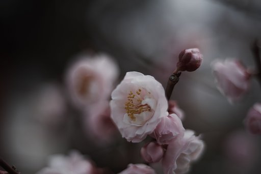 KERN-MACRO-SWITAR 1:1.8/50 AR