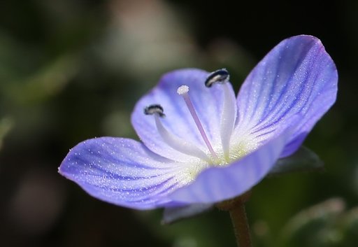 ベロニカの花粉