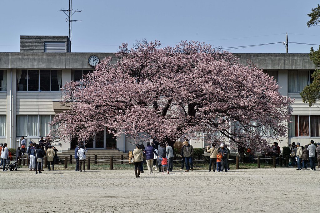 満開