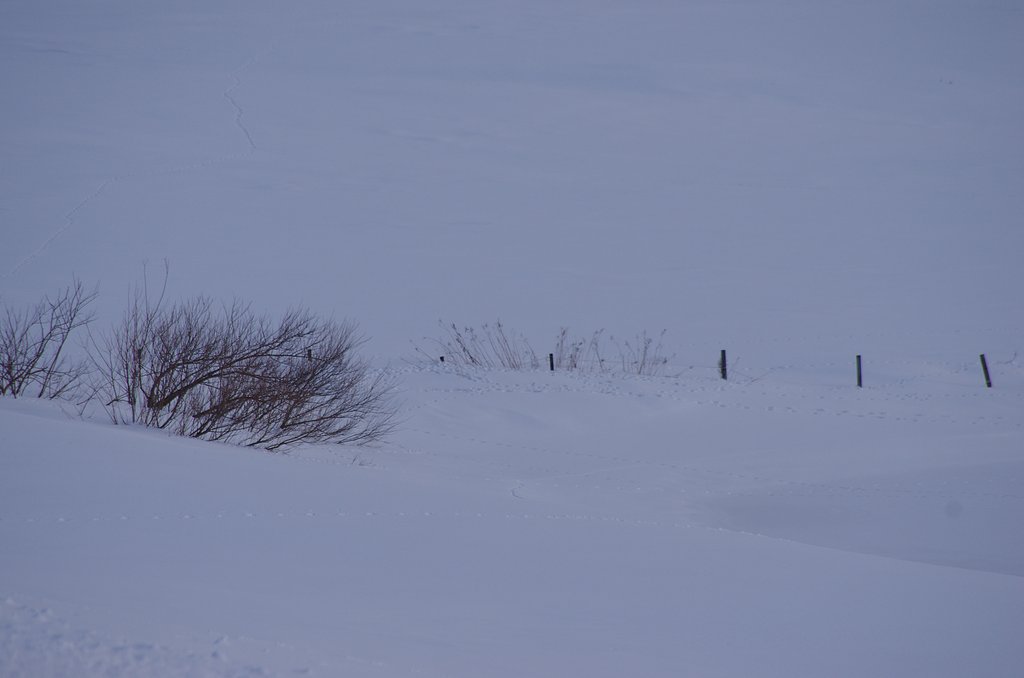 雪原
