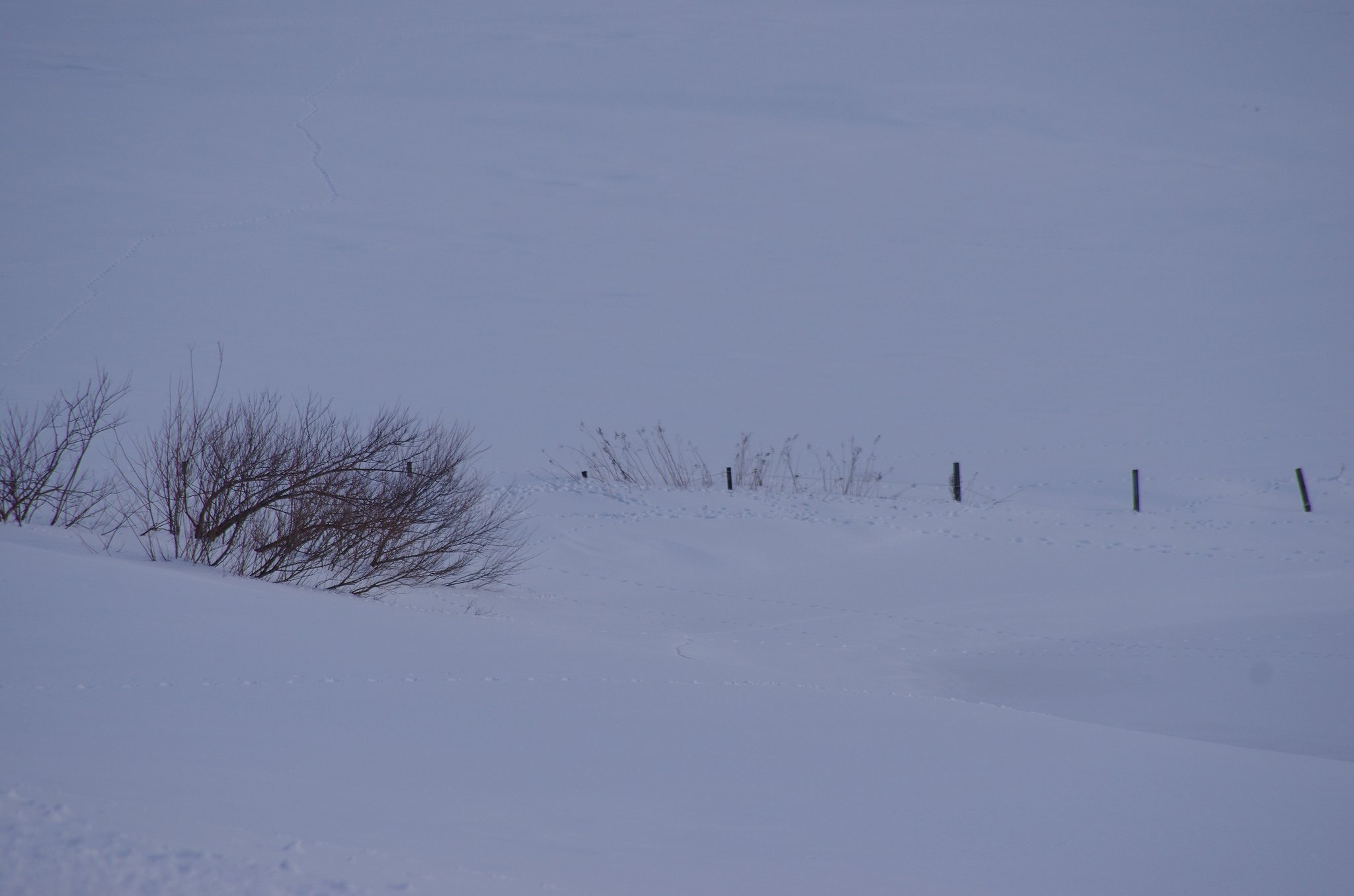 雪原