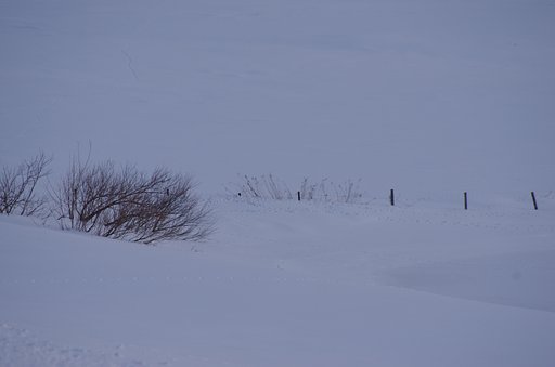雪原